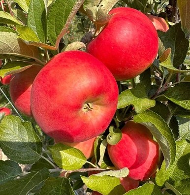 Plymouth District Apple Picking